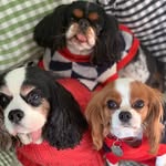 dogmeetsworld profile picture