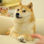 dogmemesupreme profile picture