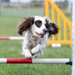 dogpackadventures profile picture