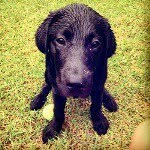 dogsofmosman profile picture