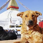 dogsofnepal_ profile picture
