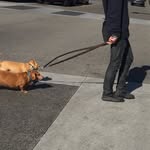 dogspoorlyphotographed profile picture