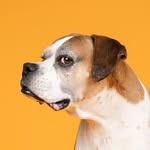 dogtographer.la profile picture