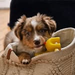 dogymagazine profile picture
