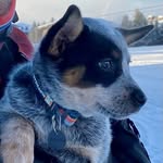 dollytheavalanchedog profile picture