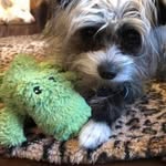donnamic profile picture