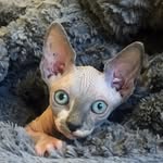 donniethesphynx profile picture