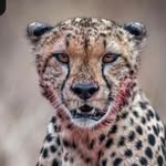 donoflebanon_ profile picture
