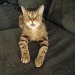 donovantigerpants profile picture