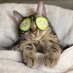 dontstopmeowing