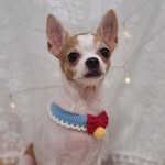 donutchihuahua profile picture