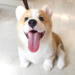 donut_corgi profile picture