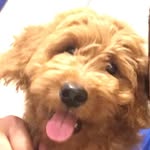 doodle_bear_ profile picture