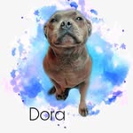 dorastaffy profile picture