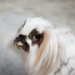 doristhelionbunny profile picture