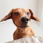 dorotea_dachshund profile picture