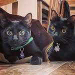 doubleblackcats profile picture