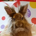 dougalbun profile picture