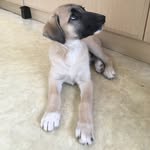 doughnutthedoggo profile picture