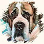 dougiesaintbernard profile picture