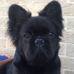 dougiethefrenchie profile picture