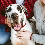 dougthedane profile picture