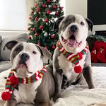 dozeranddash profile picture