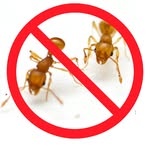 dr.fire.ants profile picture