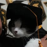dr.kimba.thecat profile picture