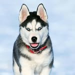 draven_stephens profile picture
