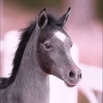 dreamyponies profile picture
