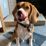 droopd0gg profile picture