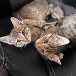 dubi.daba.twins profile picture
