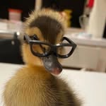 ducklinducky profile picture