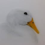 ducksmakegreatpets profile picture