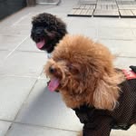 duffy_eevee profile picture
