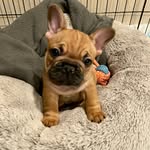 dujac_the_frenchie profile picture