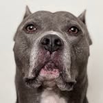 dukethepitbully profile picture