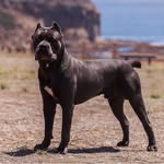 duketheromangarcia profile picture