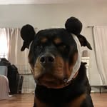 duklaus_the_rottie profile picture