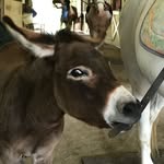 dunkin_the_mini_donkey profile picture