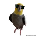 dustythenotailtiel profile picture