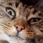 dvdpdvn profile picture