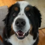 dverzone profile picture