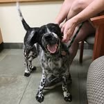 dwaynetherescuedog profile picture