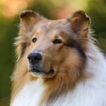 dylanferdezok profile picture