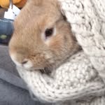 earless_and_fearless profile picture