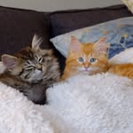 eatsleepmeows profile picture