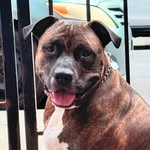 ebsdognamedturtle profile picture