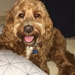 eddie.the.spoodle profile picture
